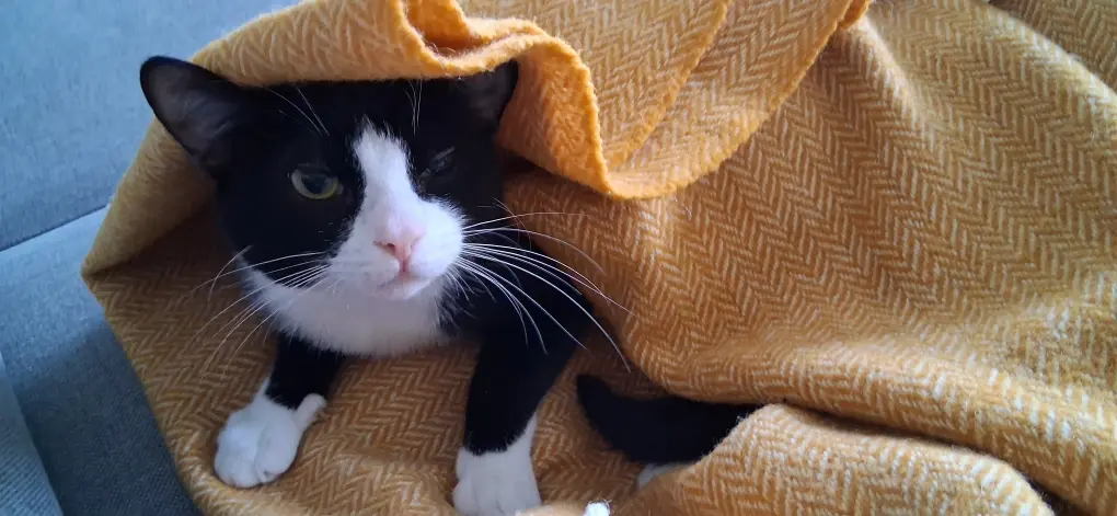 Cat in a blanket